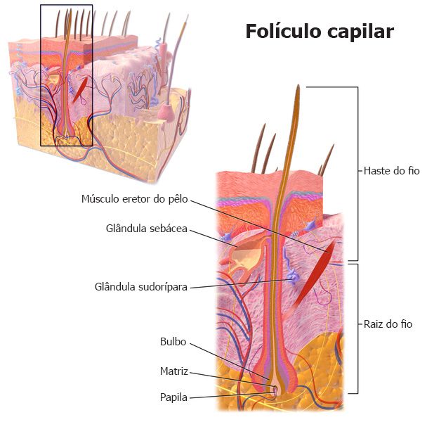foliculo capilar transplante de cabelo